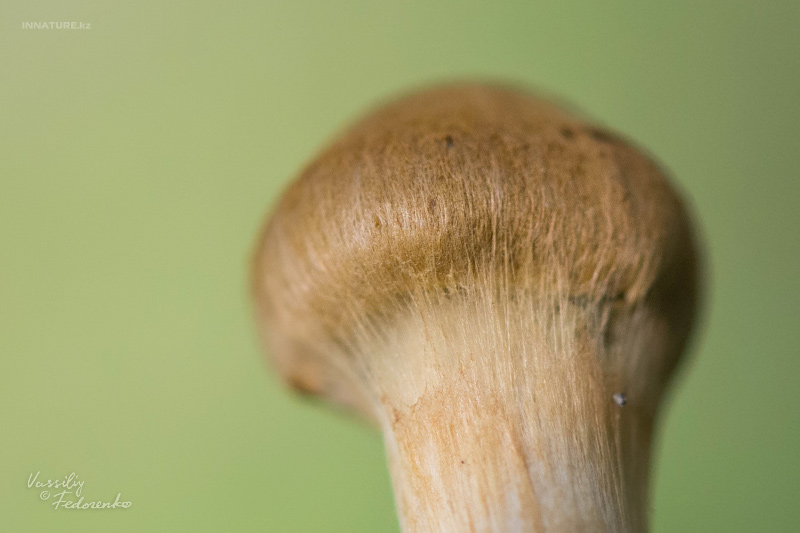cortinarius_05_3.jpg