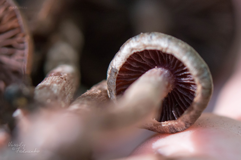 cortinarius_05_4.jpg