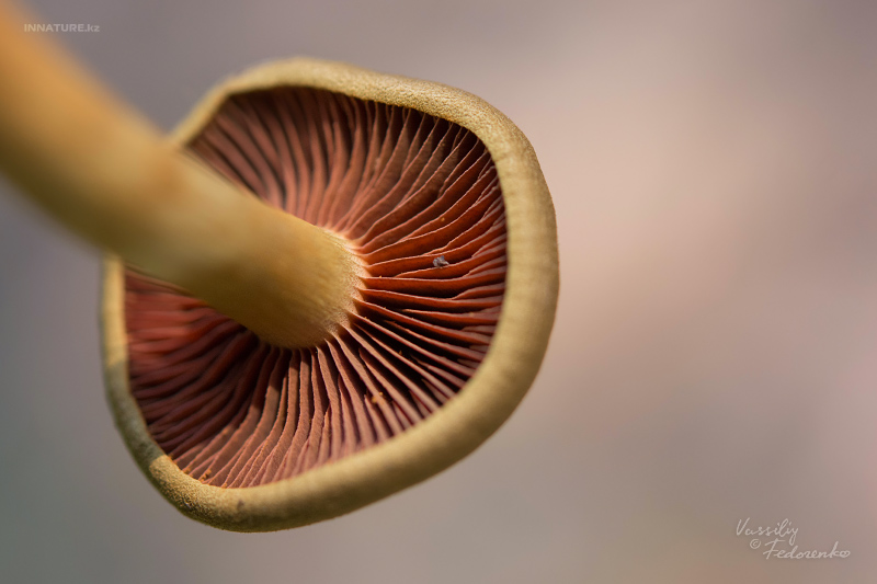 cortinarius_06_2.jpg