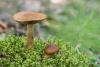 cortinarius_06_t1_3.jpg