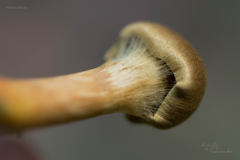 cortinarius_07_3.jpg