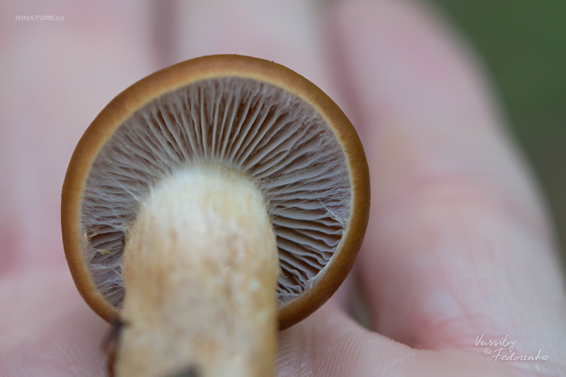 cortinarius_07_4.jpg