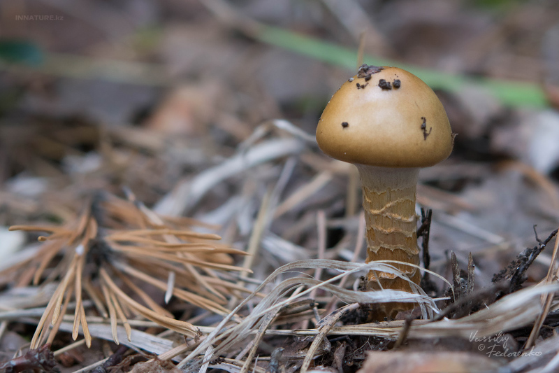 cortinarius_07_5.jpg