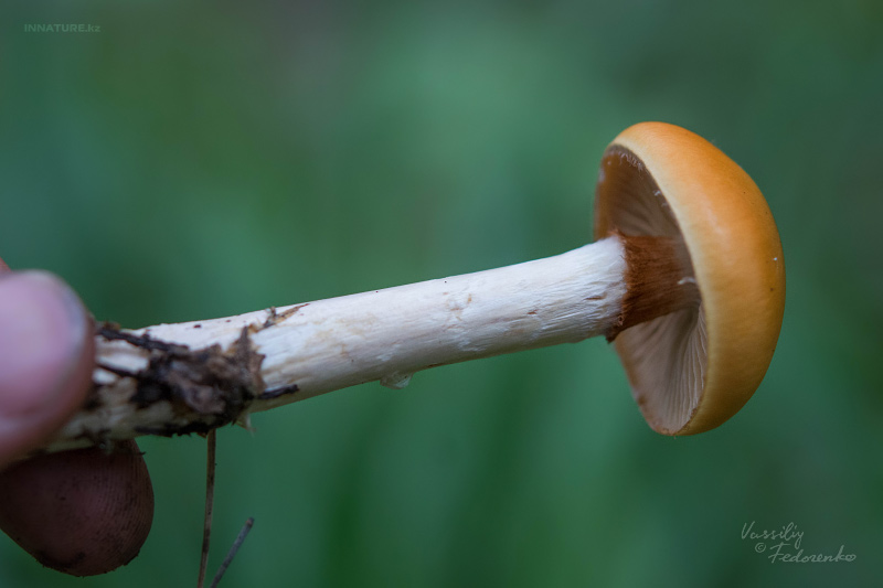 cortinarius_10_1.jpg
