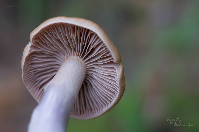 cortinarius_12_1.jpg