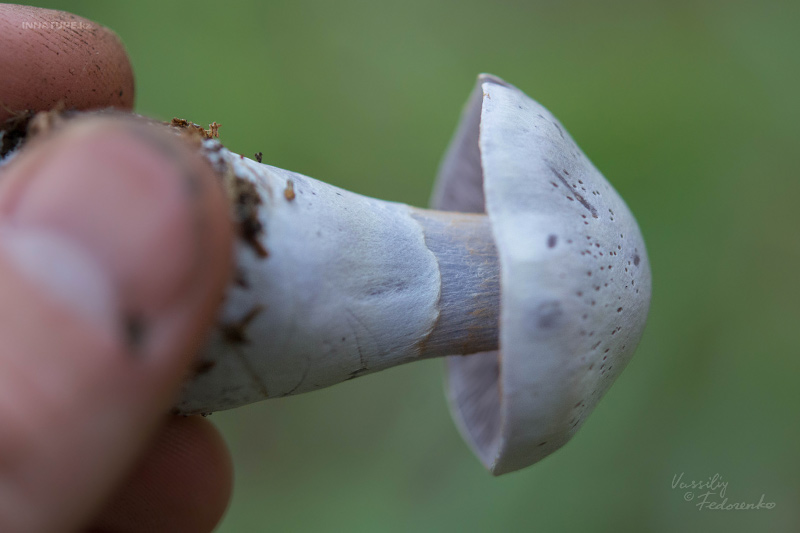 cortinarius_19.jpg