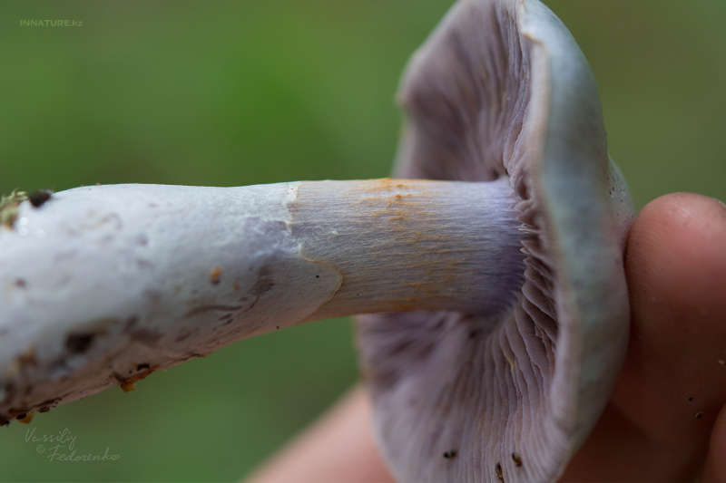 cortinarius_22.jpg