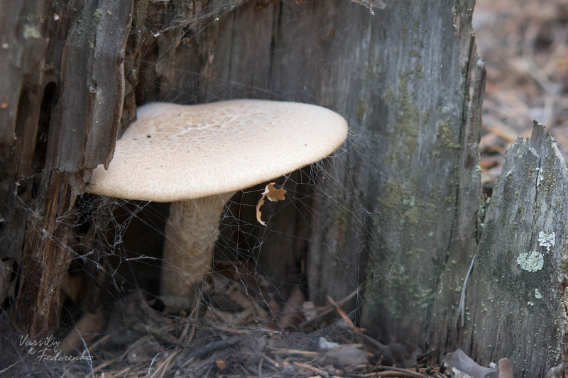 fungi_02_6.jpg