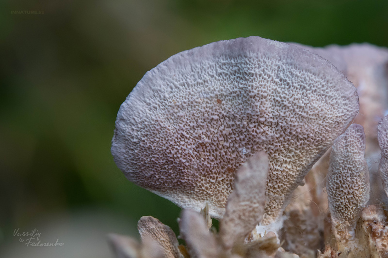 fungi_07_4.jpg