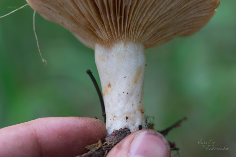 lactarius_05_3.jpg
