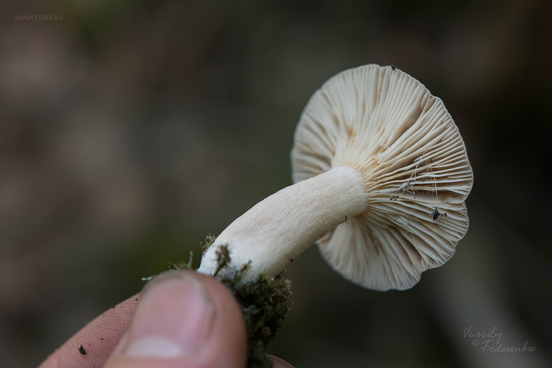 lactarius_06_2.jpg