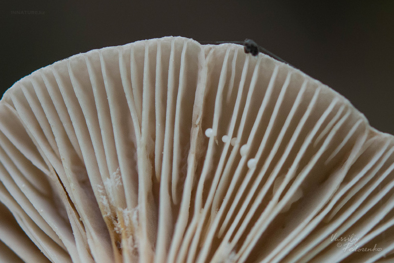 lactarius_07_1.jpg