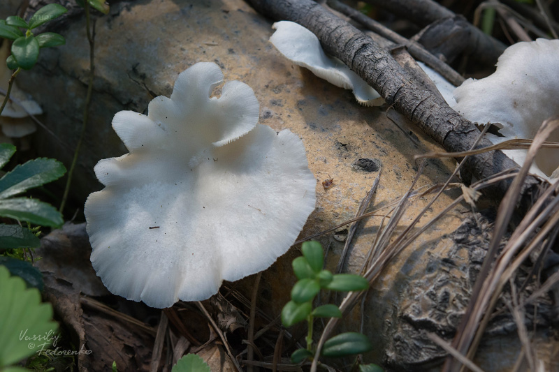 pleurotus_01.jpg