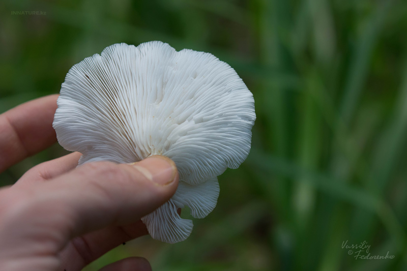 pleurotus_03.jpg