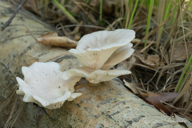 pleurotus_04.jpg