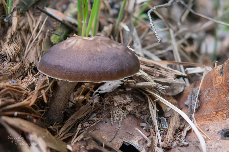pluteus_01_3.jpg