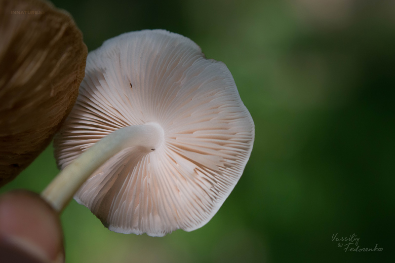 pluteus_03_2.jpg