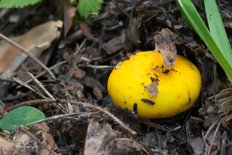 russula-aurea-02.jpg