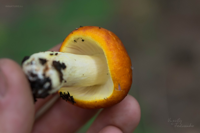 russula-aurea-04.jpg