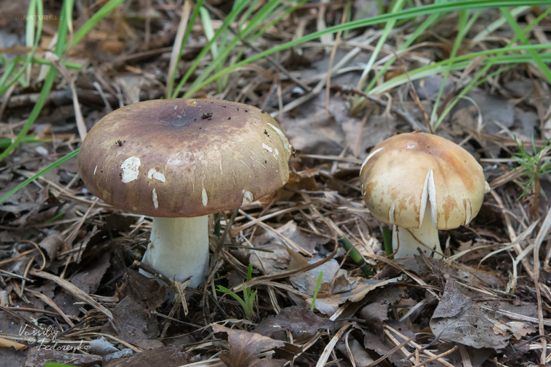 russula_01_12.jpg