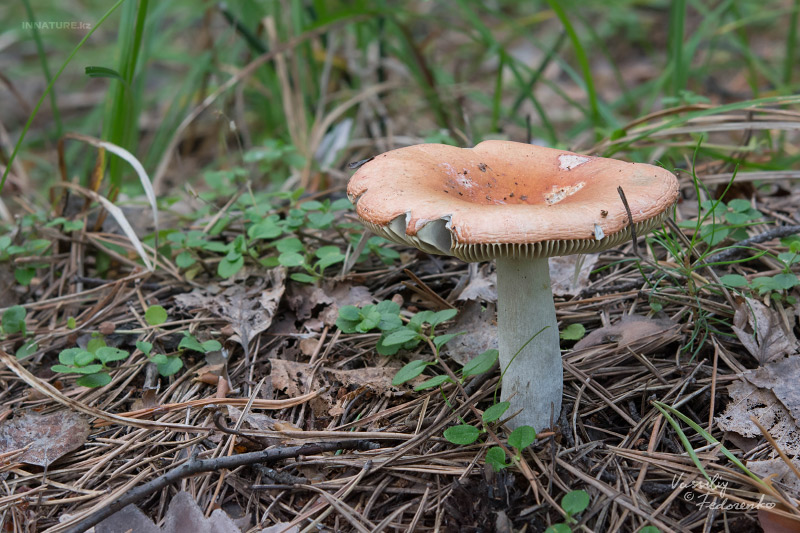 russula_01_13.jpg