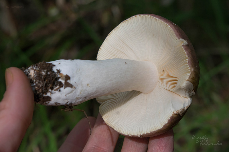 russula_02_11.jpg