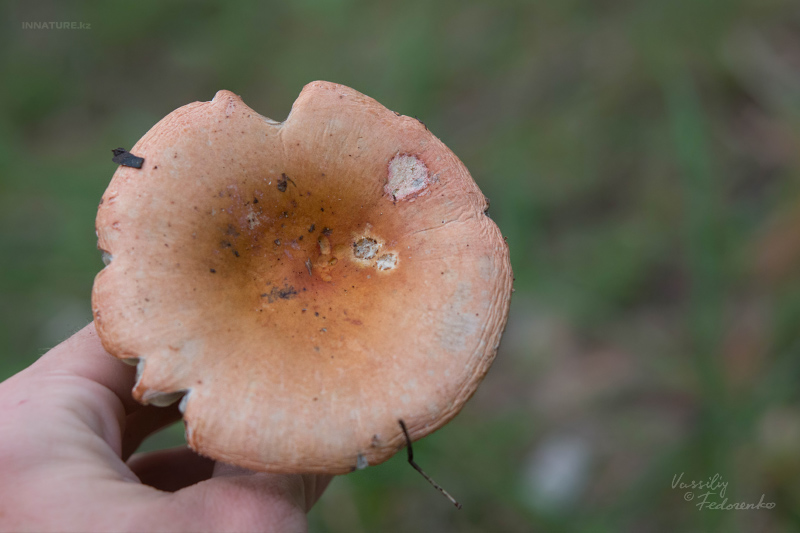 russula_02_12.jpg