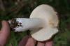 russula_02_t1_11.jpg