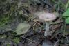 russula_02_t1_4.jpg