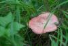 russula_02_t1_6.jpg