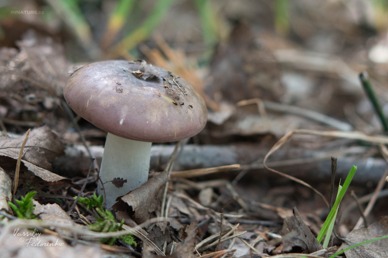 russula_03_10.jpg