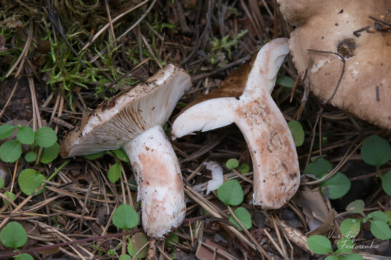 russula_03_7.jpg