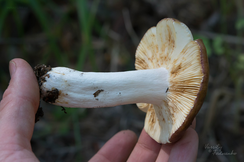 russula_03_8.jpg