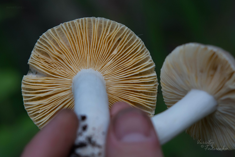 russula_05_1.jpg