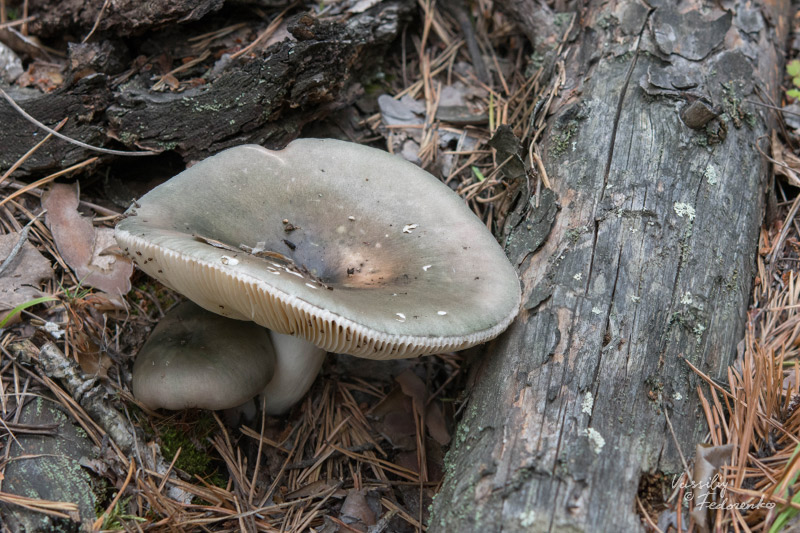 russula_05_5.jpg