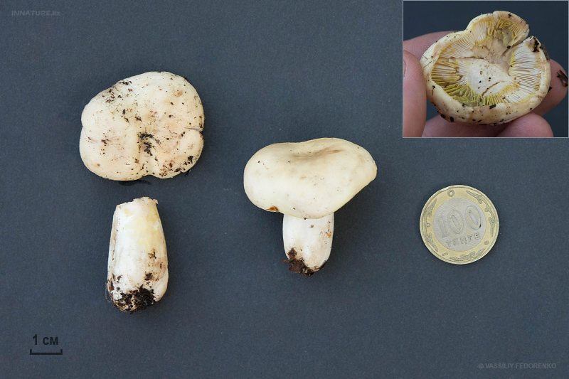 russula_06_10.jpg
