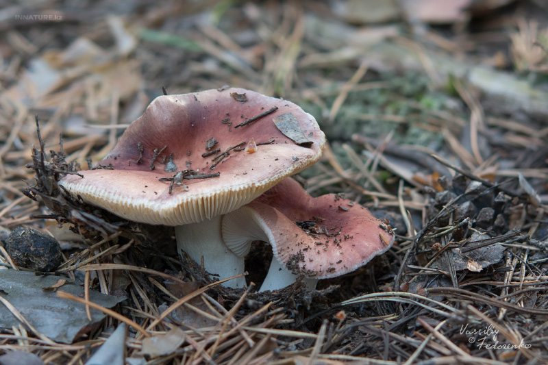 russula_07_9.jpg