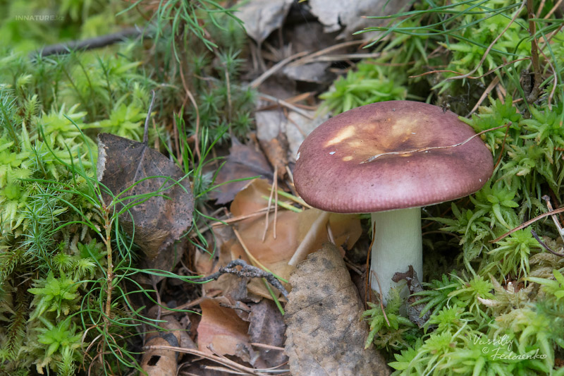 russula_08_5.jpg