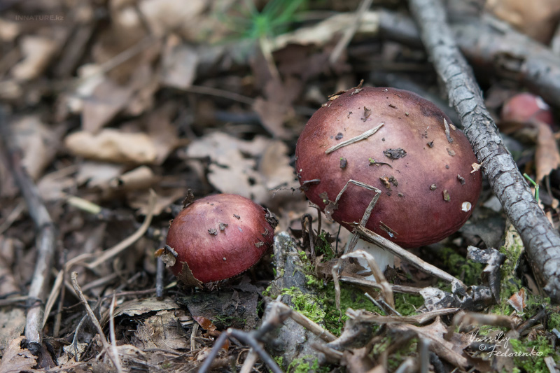 russula_09_6.jpg