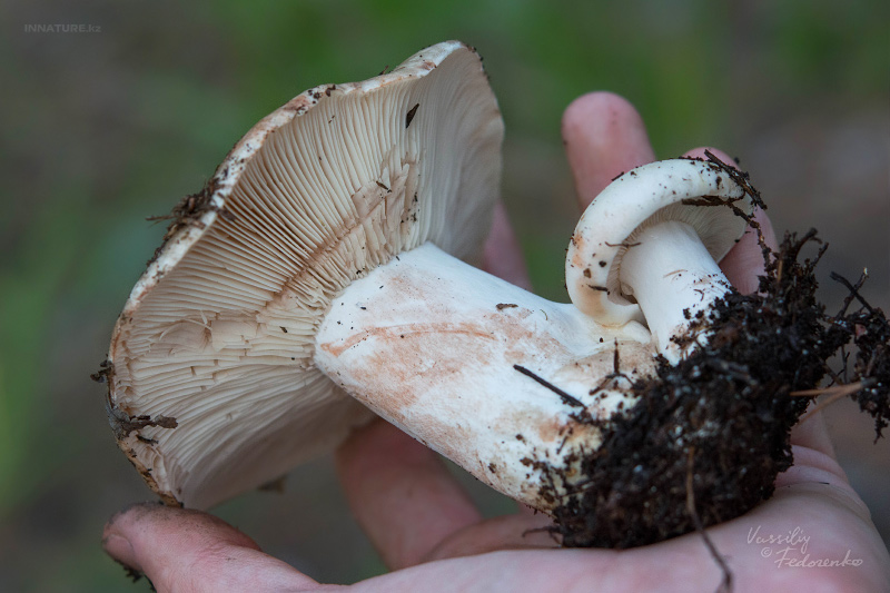 russula_10_1.jpg