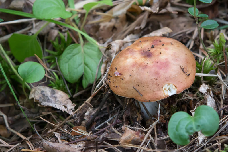 russula_11_2.jpg