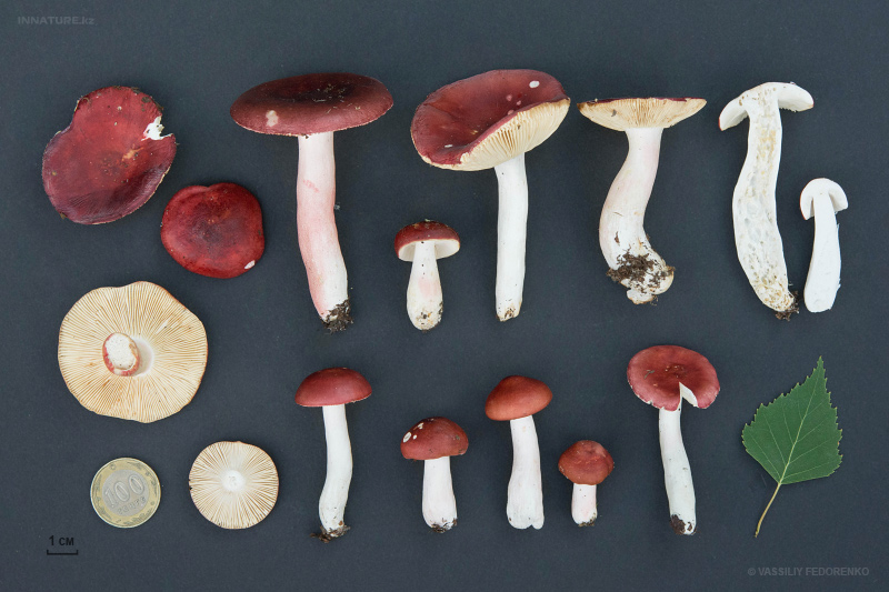 russula_11_3.jpg
