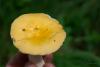 russula_11_t1_1.jpg