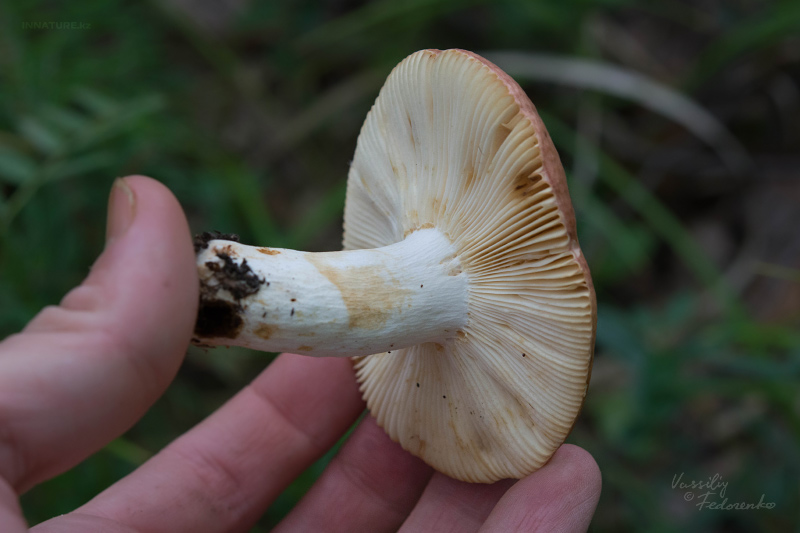 russula_13_2.jpg