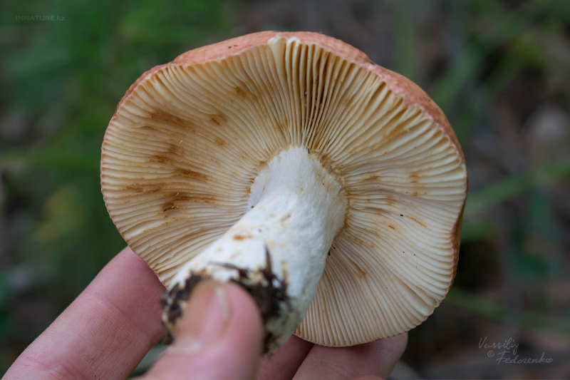 russula_14_2.jpg