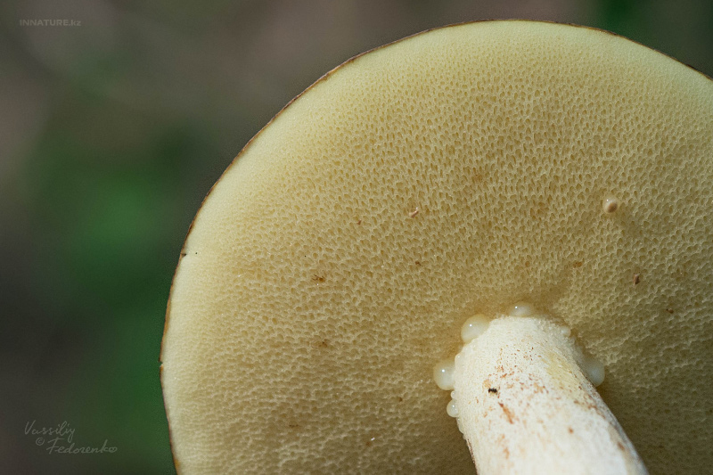 suillus-granulatus_05.jpg