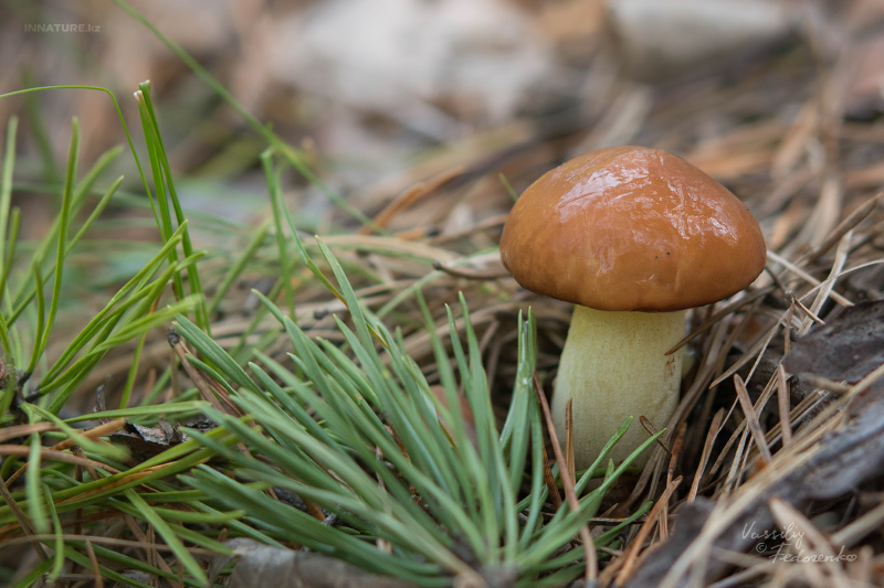 suillus-granulatus_06.jpg