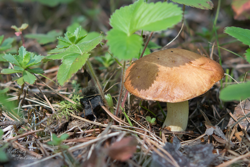 suillus-granulatus_08.jpg