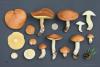 suillus-granulatus_12_t1.jpg