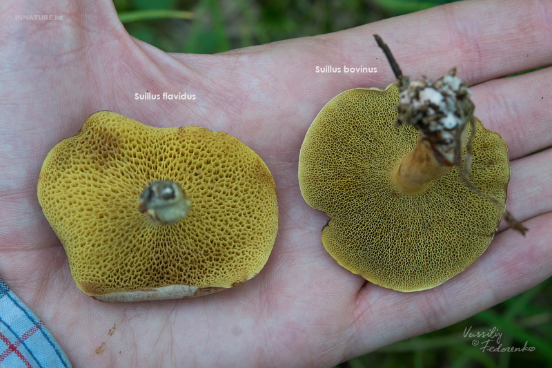 suillus_06.jpg